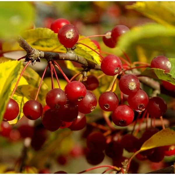 Изображение Яблоня Саржента - Malus sargentii  