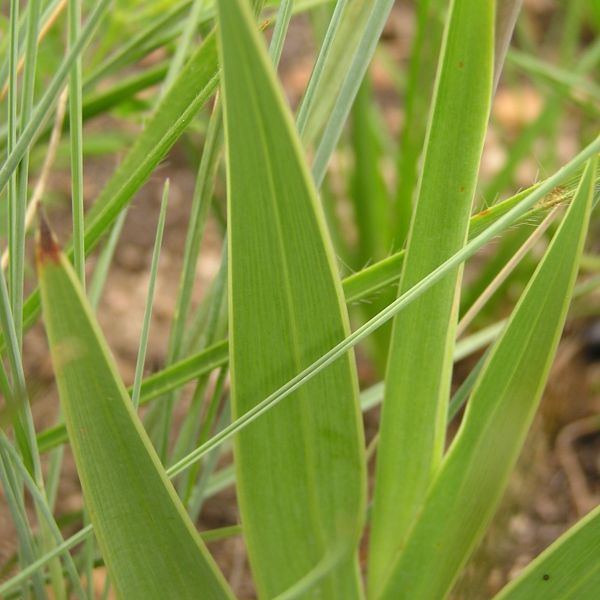 Зображення Гладіолус Еклона - Gladiolus ecklonii 