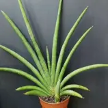 Зображення Драцена Пірсона - Dracaena pearsonii