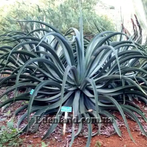 Изображение Агава Вильморена - Agave vilmoriniana