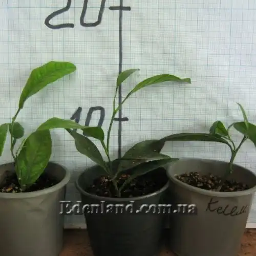 Зображення Клементин - Citrus clementina