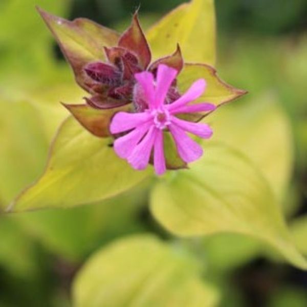 Изображение Смолка (Силена) двудомная  - Silene dioica