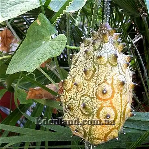 Изображение созревающий плод