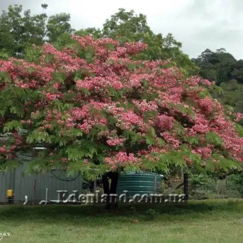 Изображение Кассия Ренигера - Cassia Renigera