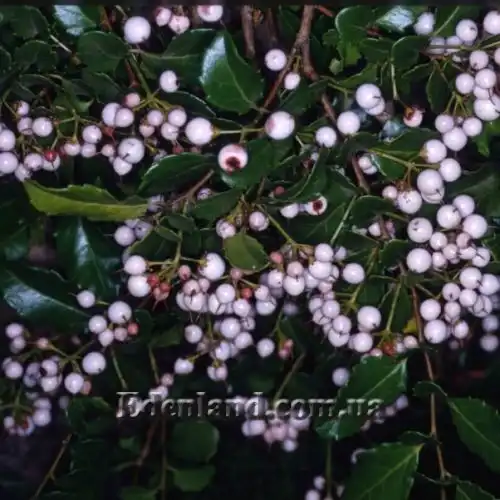 Зображення Азара зубчаста - Azara serrata 