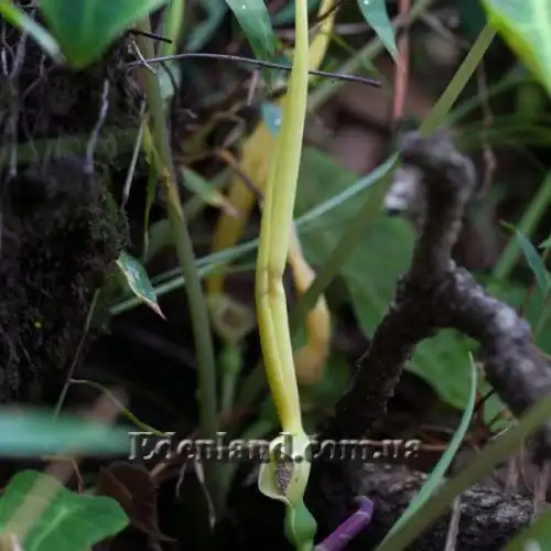 Изображение цветок