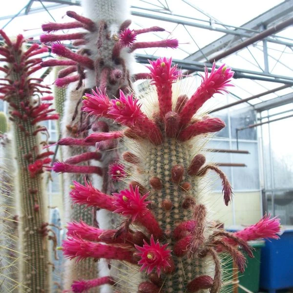 Зображення Клейстокактус Штрауса - Cleistocactus strausii 