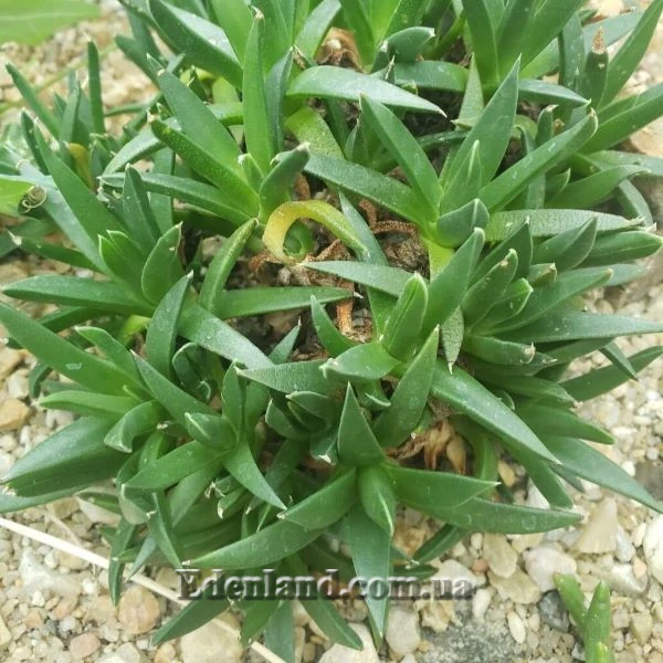 Изображение Цефалофиллум Альстона  - Cephalophyllum alstonii