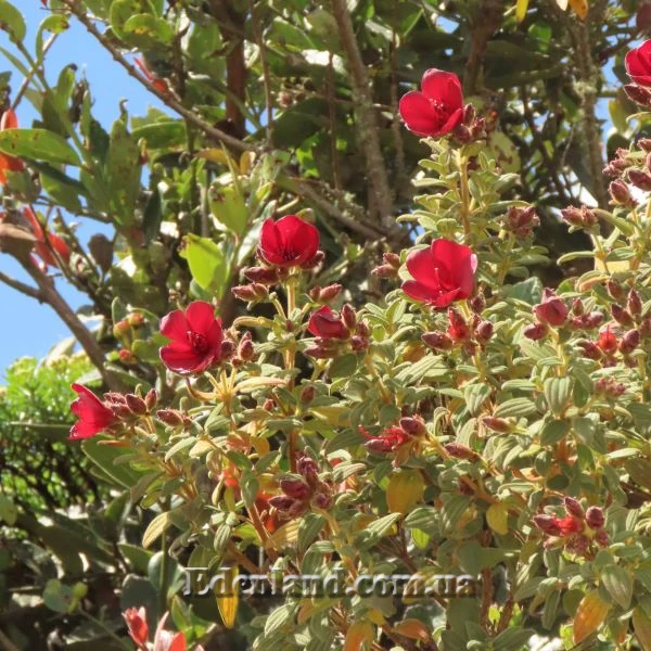 Зображення Тібухіна гросса - Tibouchina grossa