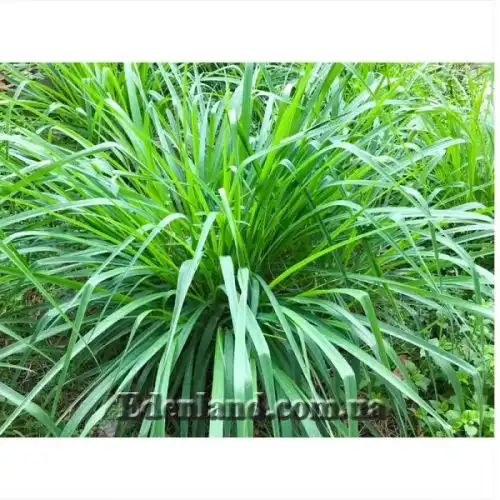 Изображение Офиопогон японский - Ophiopogon japonicus