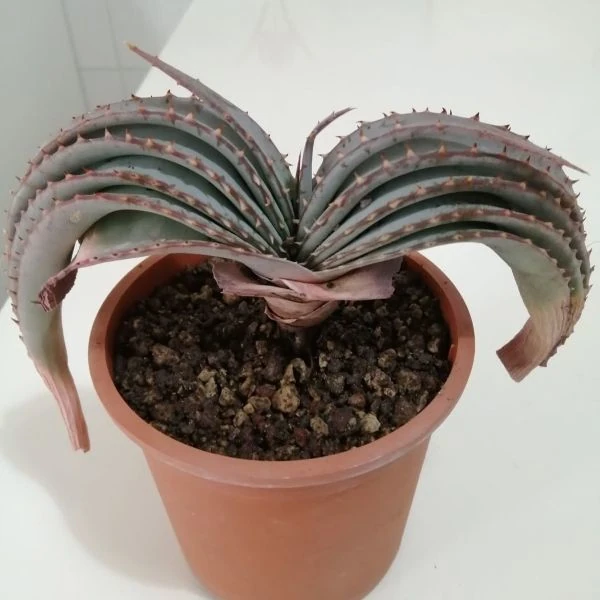 Зображення Алое надлистяне - Aloe suprafoliata 