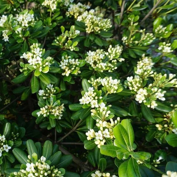 Изображение цветущий куст