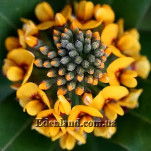 Зображення Гастролобіум дволопатевий - Gastrolobium bilobum