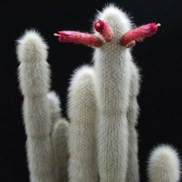 Клейстокактус Штрауса - Cleistocactus strausii 