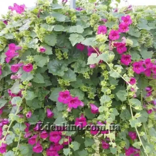 Изображение Лофоспермум стыдливый  - Lophospermum erubescens