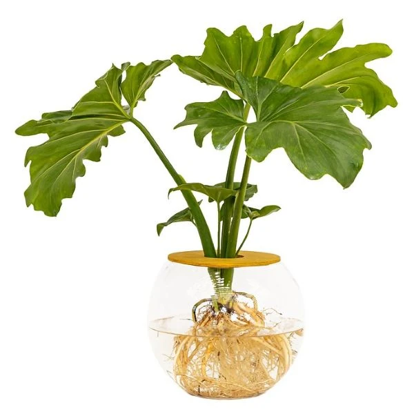 Зображення Тауматофіллум двоперисторозсічений (Філодендрон Селло) - Thaumatophyllum bipinnatifidum 