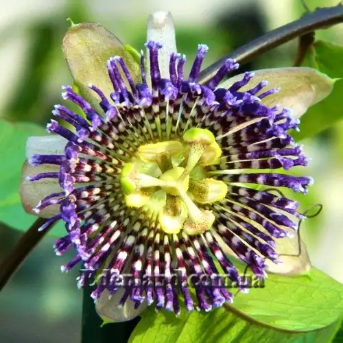 Изображение цветок