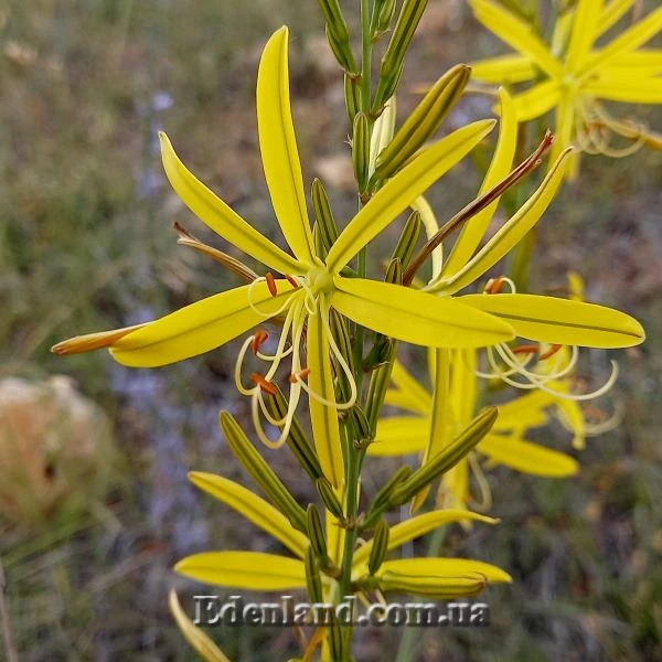 Изображение цветение