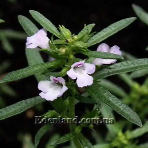 Зображення Сатурея садова - Satureja hortensis