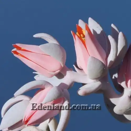 Изображение Эчеверия (Эхеверия) Лау - Echeveria laui