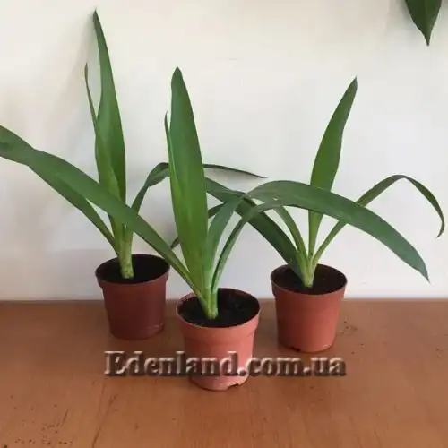 Изображение саженцы в продаже