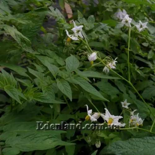 Изображение Паслен карипенс,  Тзимбало - Solanum caripense 