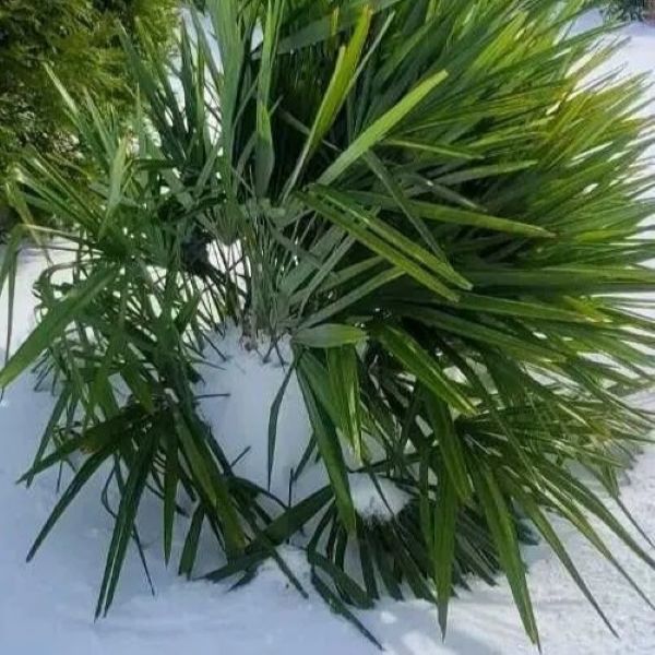 Зображення взимку