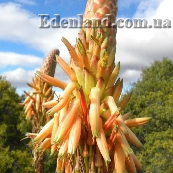 Зображення квітіння