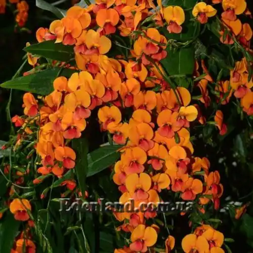 Изображение Хоризема разнолистная     - Chorizema diversifolium