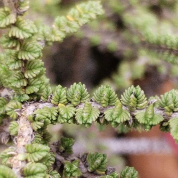 Изображение Джеймсбриттения мелколистная - Jamesbrittenia microphylla   