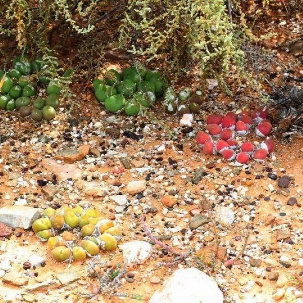 Зображення Гіббеум горіховидний - Gibbaeum nuciforme