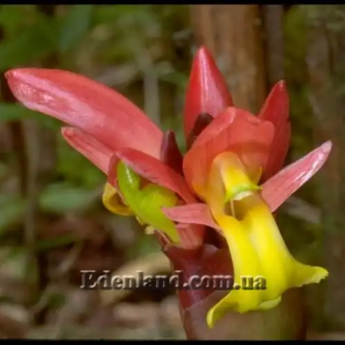 Изображение Афрамомум узколистный - Aframomum angustifolium