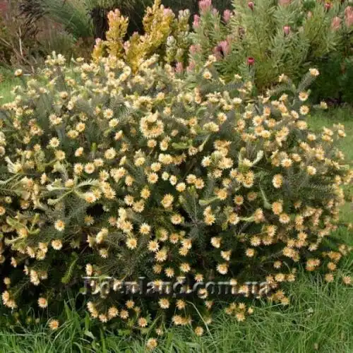 Изображение Филика пернатая - Phylica plumose 