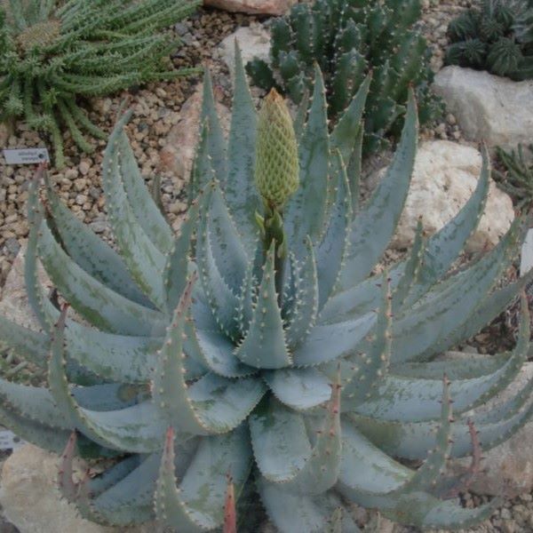 Зображення Алое Пеглер - Aloe peglerae