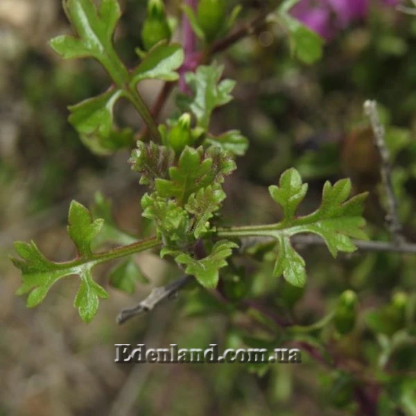 Изображение Буттония великолепная  - Buttonia superba