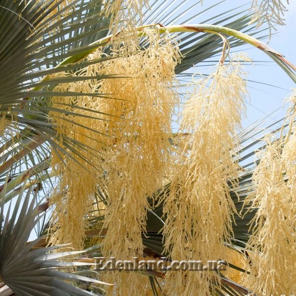 Изображение соцветие