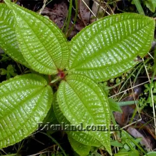 Изображение вид сверху