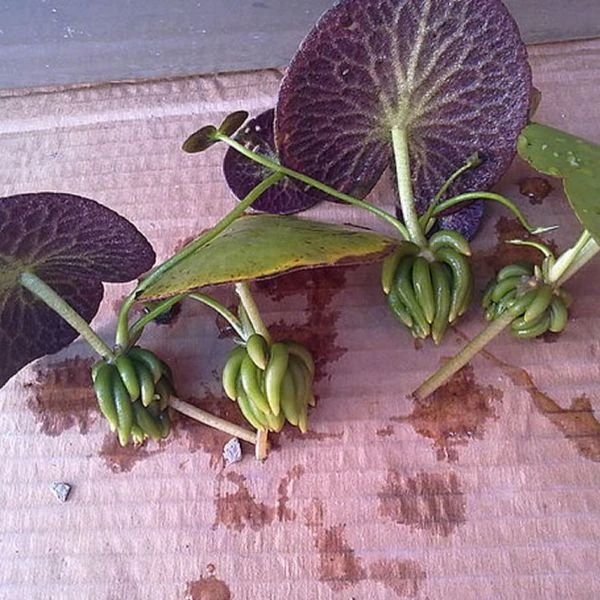 Изображение Нимфоидес водный - Nymphoides aquatica 