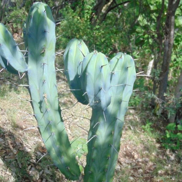 Зображення Міртилокактус геометричний - Myrtillocactus geometrizans 