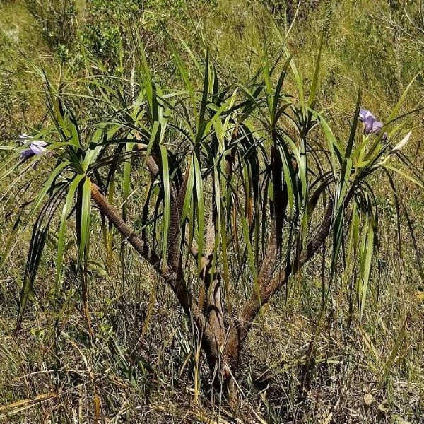 Зображення Велозія луската - Vellozia squamata