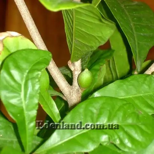 Изображение зеленый плод