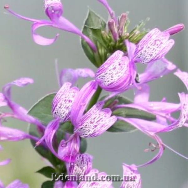 Изображение цветы