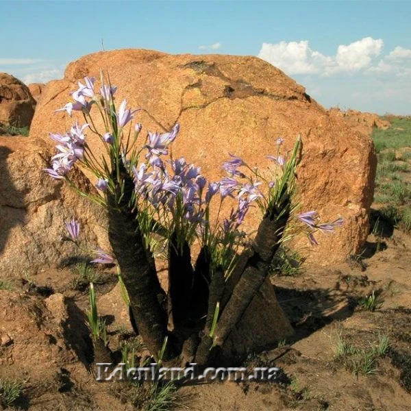 Зображення Ксерофіта сітчастожильчаста - Xerophyta retinervis