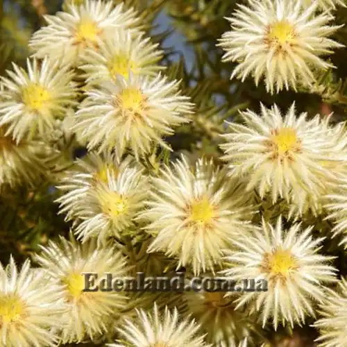 Изображение Филика пернатая - Phylica plumose 