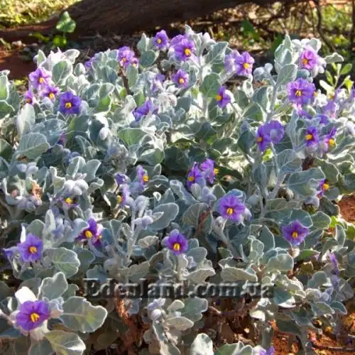 Пасльон шерстистолистий - Solanum lasiophyllum