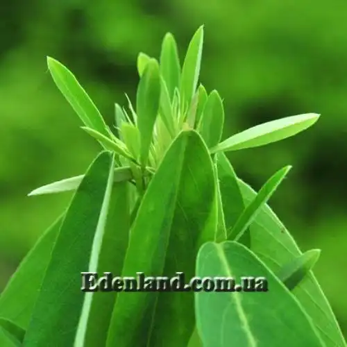 Десмодіум танцюючий - Desmodium gyrans