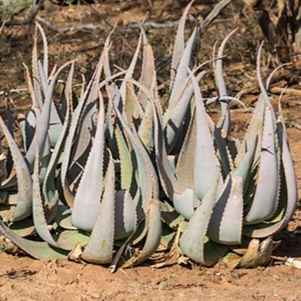 Зображення Алое Чабаудії - Aloe chabaudii