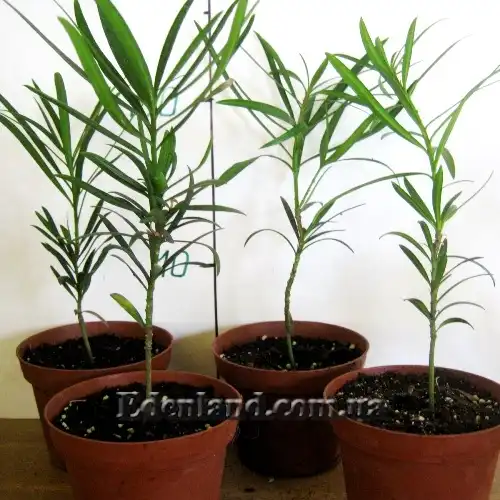 Изображение молодые саженцы