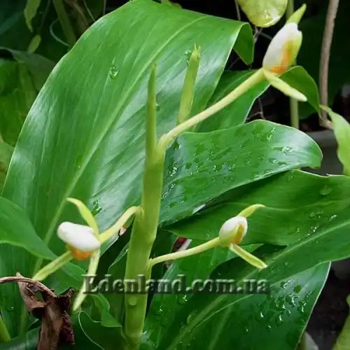 Изображение Гедихиум Хорсфильда - Hedychium horsfieldii