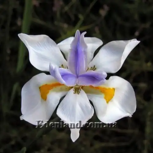 Диетес крупноцветковый       - Dietes grandiflora